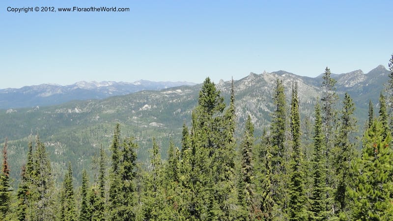 ID. Valley Co. Road to Gold Fork Looklout. 16 July 2010. 063.jpg