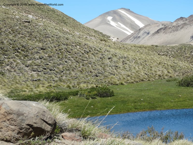 Chile. Ruta 115, to Laguna del Maule. 24 Nov 2014. DSC07486 (453).JPG