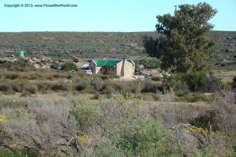 South Africa. Northern Cape. Papkuilsfontein. 26 Aug 09. 257.jpg