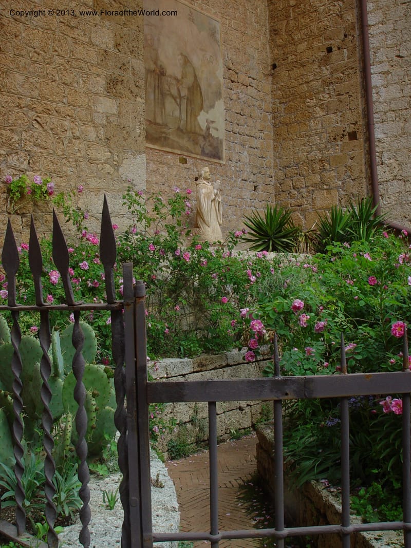 Rose garden. Upper monastery, Subiaco. Abruzzo, Italy. 1 (2).jpg