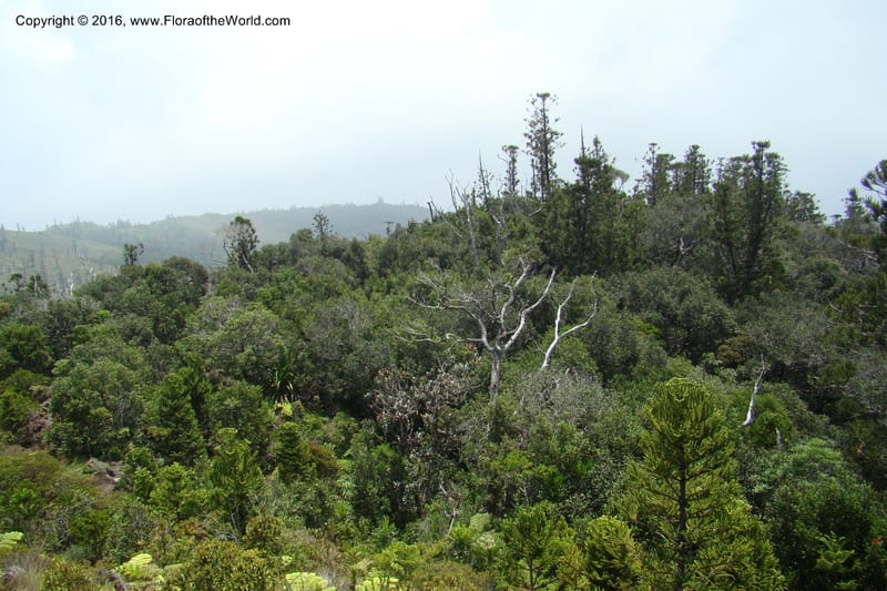 New Caledonia. Mont Do. 20 Jan 2010. 001 (98).jpg