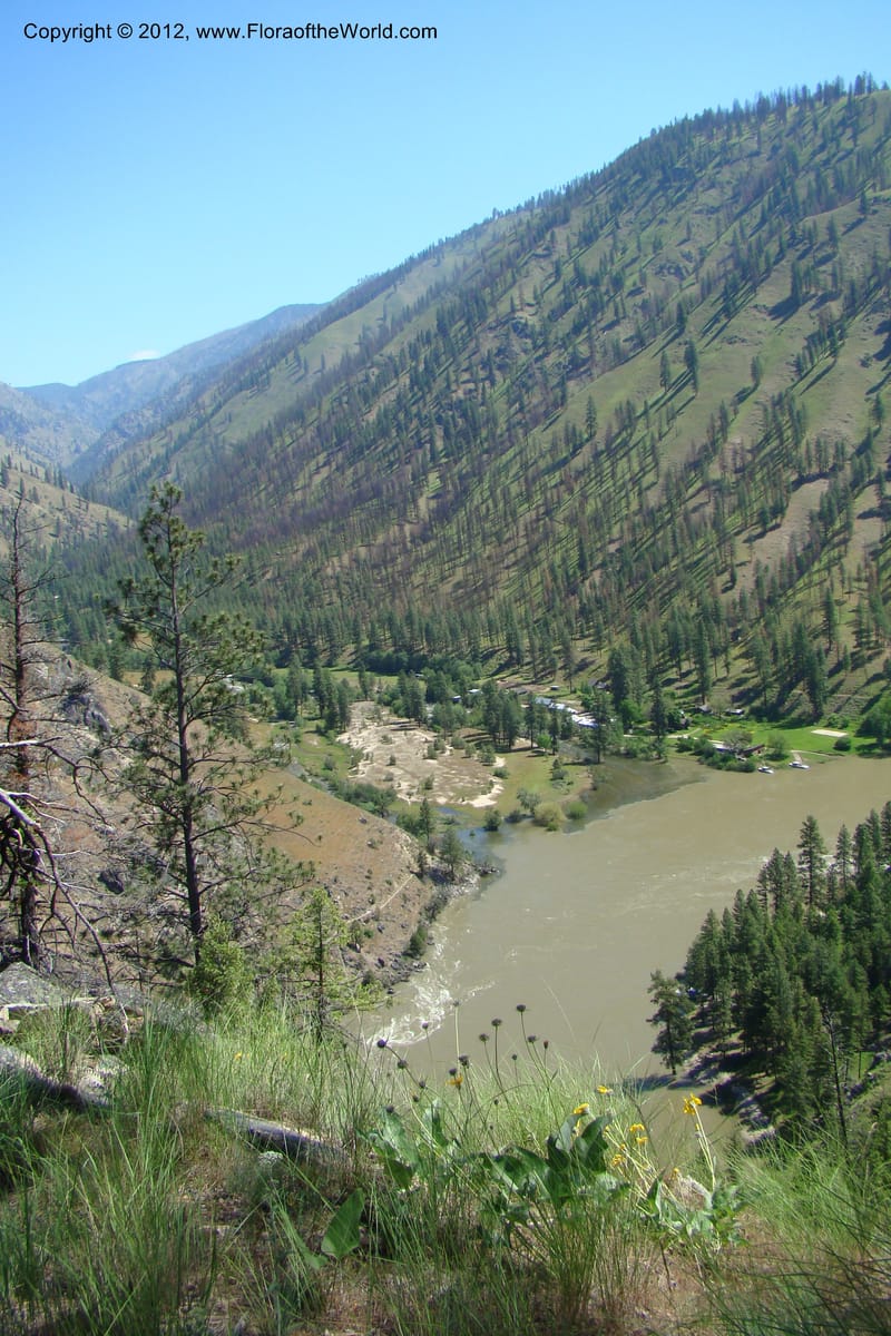 Idaho. Idaho Co. Salmon River. Polly Bemis Ranch. 27 May 2009. 193.jpg