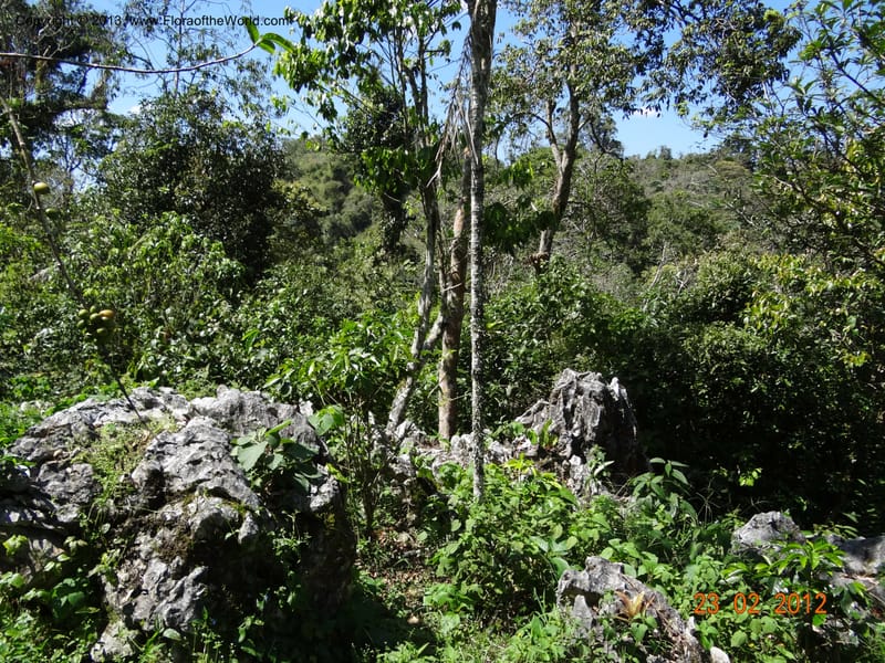 Habitat--Mexico, Chiapas,Biosfera  El Ocote  23 Feb 2012  3900 (1).JPG