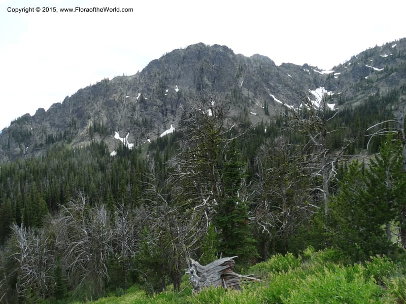 ID. Idaho Co. Seven Devils Camp Ground. 15 Jul 2014. DSC00113 (44).JPG