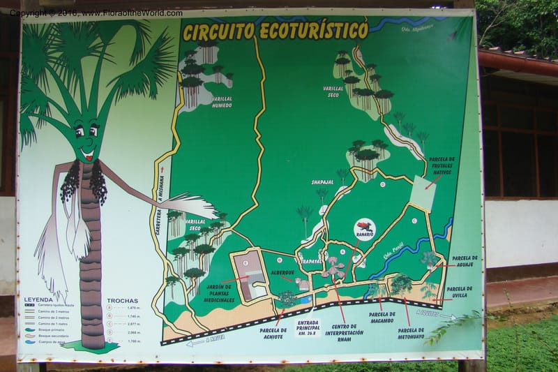 Peru. Loreto. Dto. Iquitos. Res. Allpahuayo-Mishana. 19 Nov 08. 002.jpg