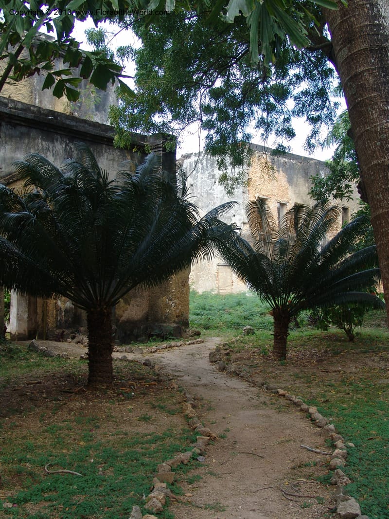 Tanzania. Zanzibar. Protea Hotel+Mbweni Ruins. 17 Jul 04. 054.jpg