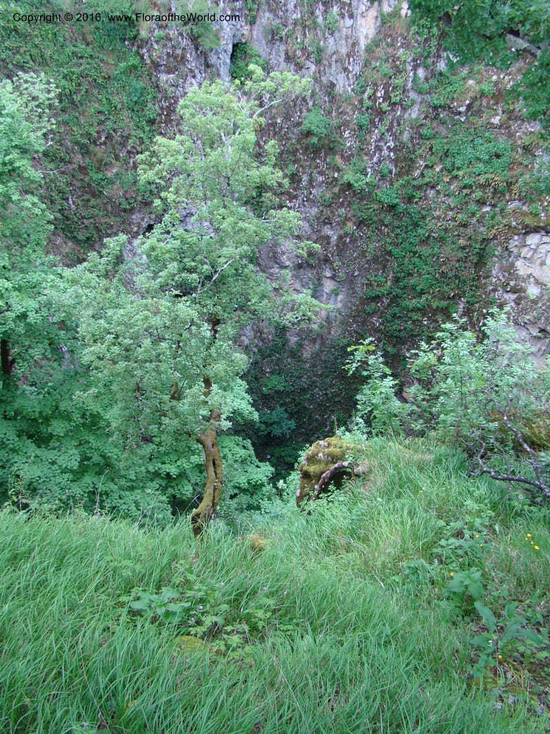 Slovenia. 2 km W of Skocjan on Rd 301. 16 May 08. 010.jpg