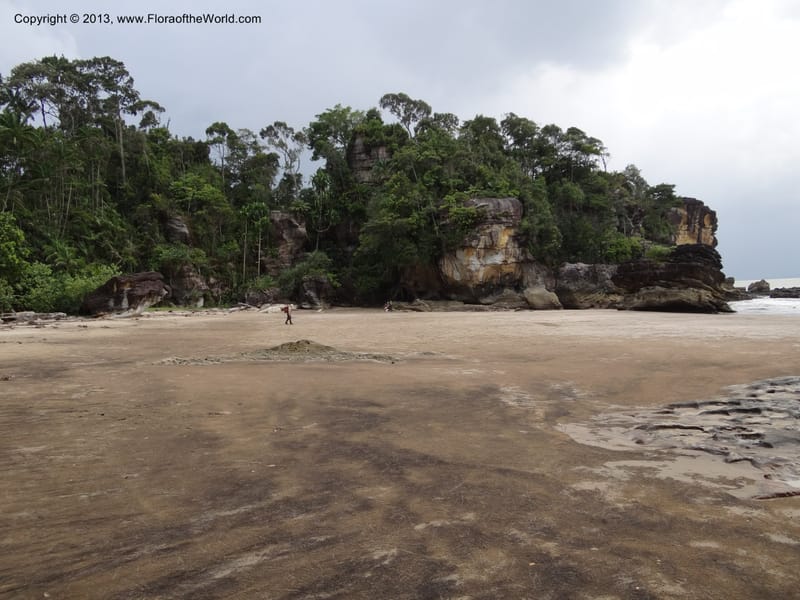 Malaysia, Sarawak. Bako Nat. Park. 29 Mar 2012.  DSC06061 (13).JPG