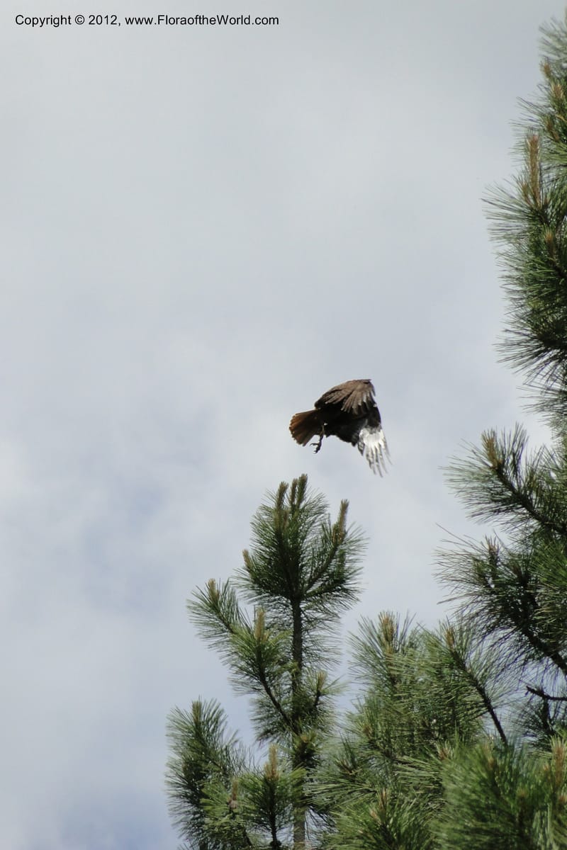 Buteo jamaicensis, red-tailed hawk--Idaho. Adams Co. Fish Lake Rd. 10 July 2011. 069 (3).jpg