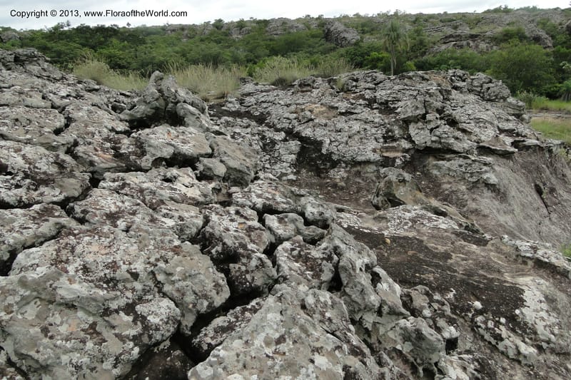 Paraguay. Edo. Cordillera. Tobati. 23 Mar 2011. 127.jpg