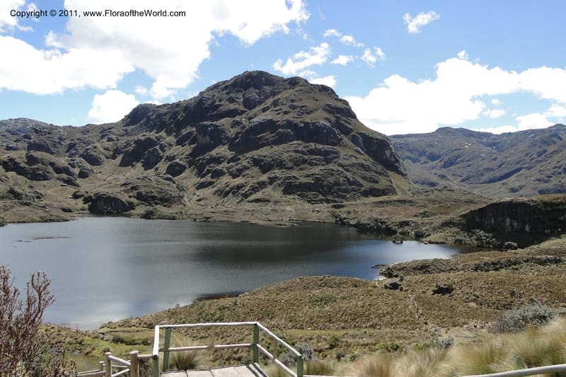 Ecuador. Azuay. P. N. Cajas. 8 Jun 2011. 016.jpg