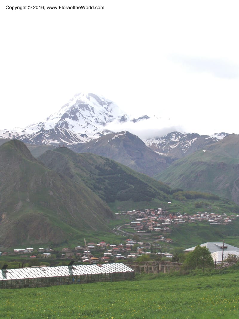 Georgia. Kazbegi Peak. Ecol. Sta. Georg. Acad. Sci. 1 Jun 05. 001B.jpg