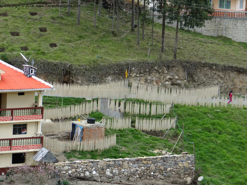 Ecuador. Azuay. Sigsig. 2 Oct 2012. DSC06351 (347).JPG