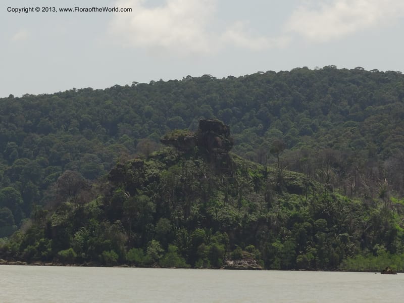 Malaysia, Sarawak. Bako Nat. Park. 29 Mar 2012.  DSC06061 (2).JPG