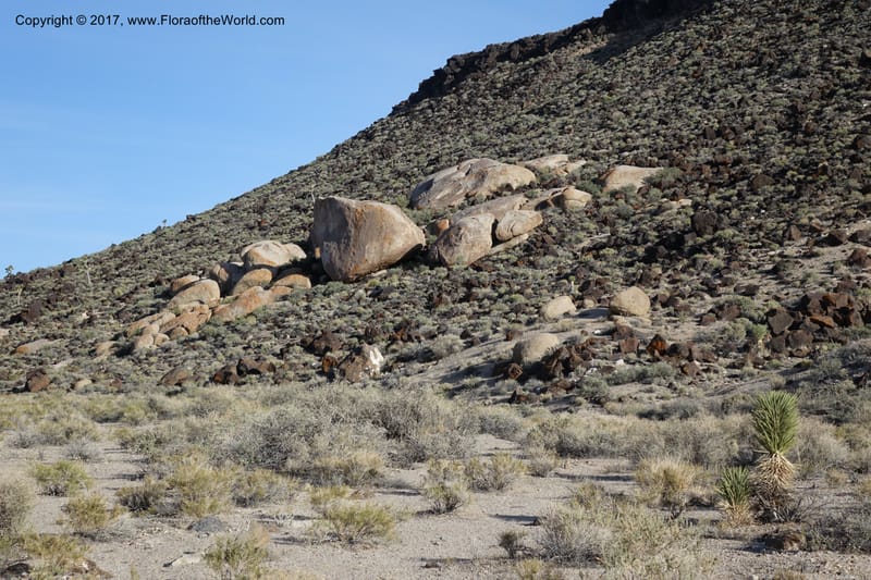 California. Inyo Co. Hwy 190 W of Panamint Spgs. Stop 3. 21 Apr 2016. DSC02265 (62).JPG
