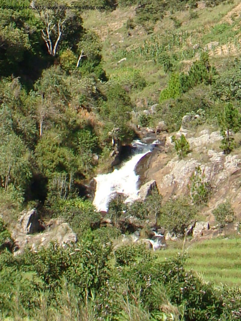 Madagascar. Prov. Fianarantsoa. Amboniriana. 11 Jan 09. 071.jpg
