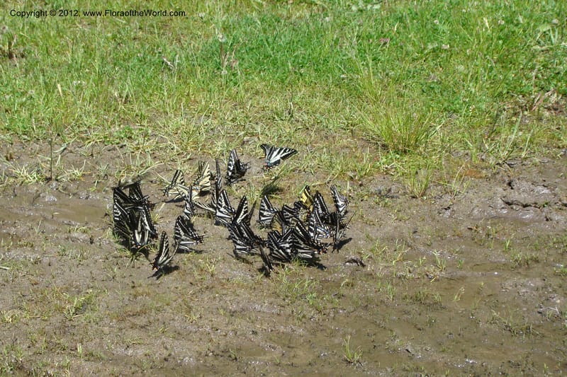 Idaho. Idaho Co. Salmon River. Shepp Ranch. 28 May 2009. 041.jpg