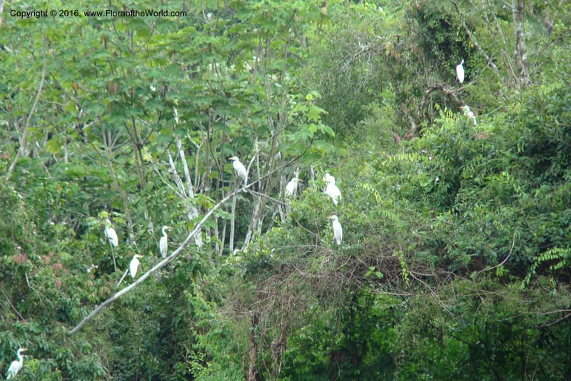 Peru. Loreto. Dto. Parinari. Atun Cocha. R. Samiria. 15 Nov 08. 865.jpg