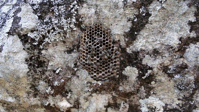 Madagascar. Mania River. 1 May 2010 065.jpg