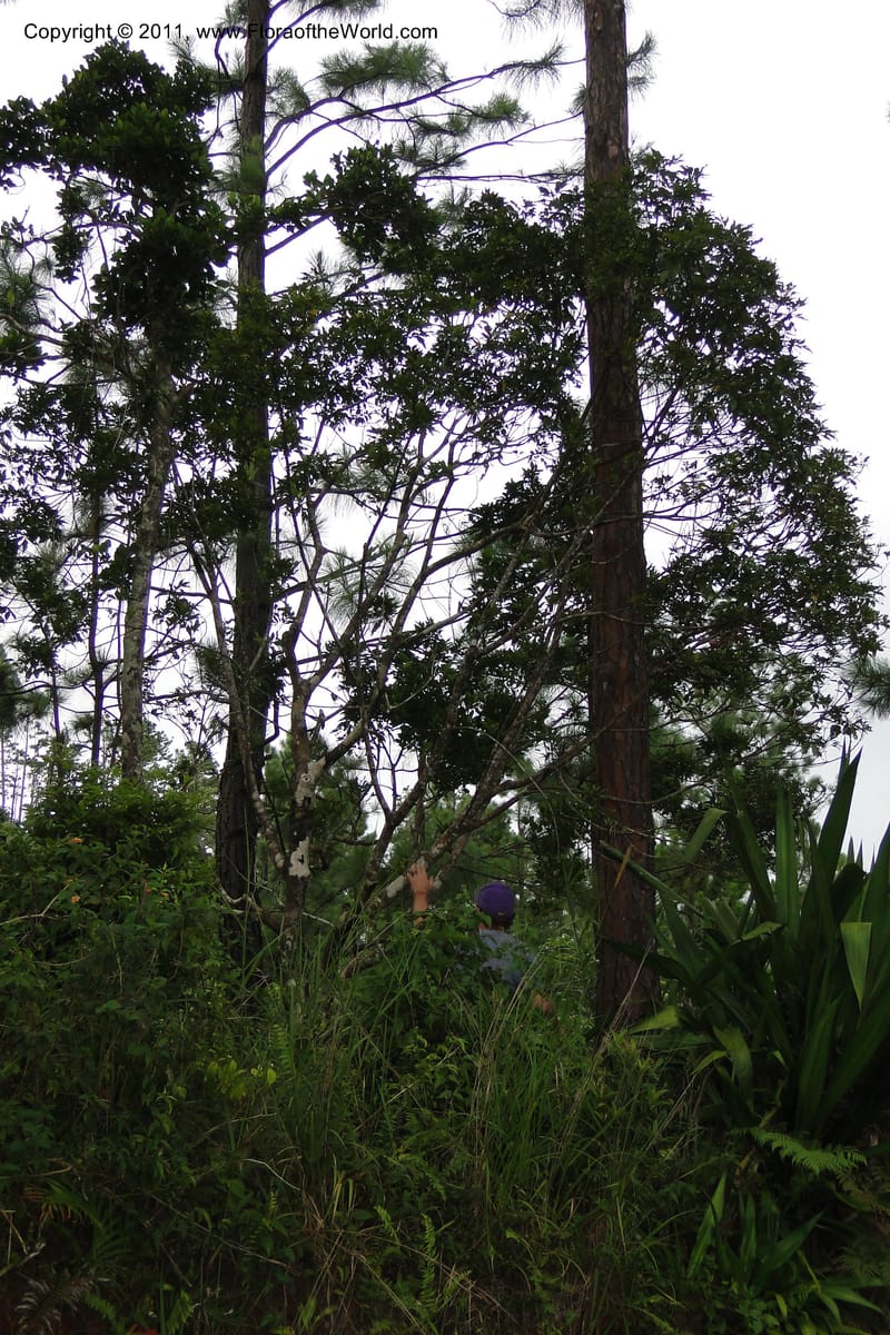 Fiji. Area of Monasavu Dam. 9 Feb 2011. 003 (17).jpg