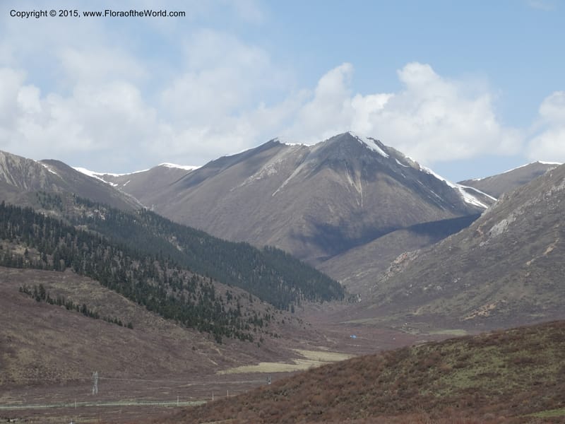 China. Sichuan. ChuanZhu Shi. 7 May 2014. DSC04175 (3).JPG