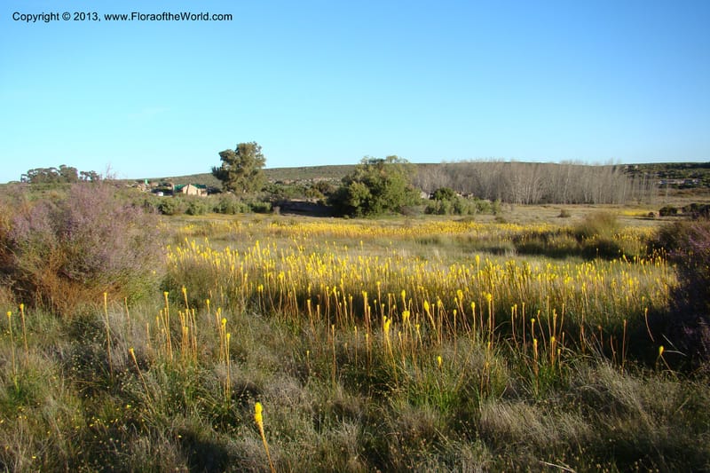 South Africa. Northern Cape. Papkuilsfontein. 26 Aug 09. 332.jpg