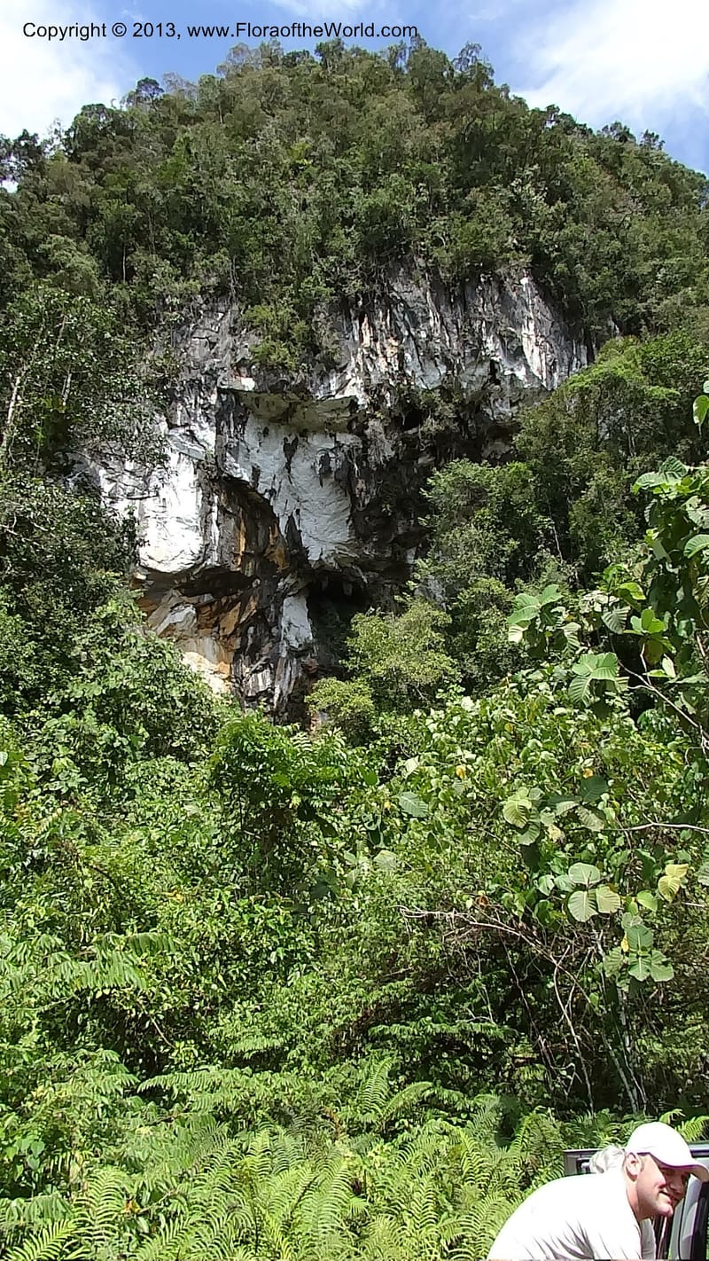 Gunong Fairy. Sarawak. 27 Mar 2012. DSC05521 (2).JPG