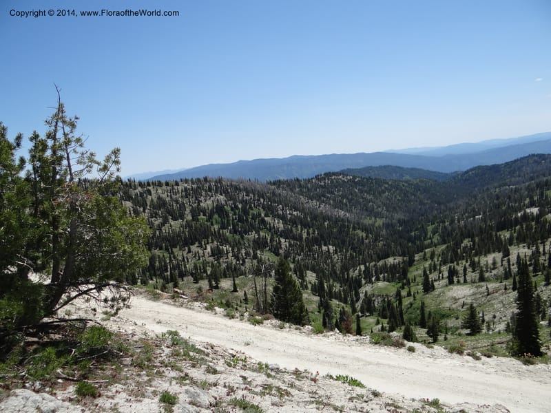 ID. Boise Co. Scott Mtn. Lookout Road. 18 Jun 2013. DSC06609 (151).JPG