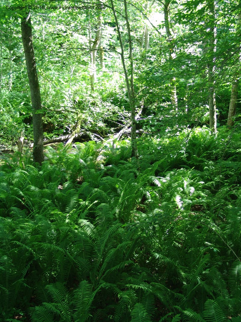Georgia. Borjomi-Kharagauli Nat. Pk. 8  Jun 05. 183.jpg