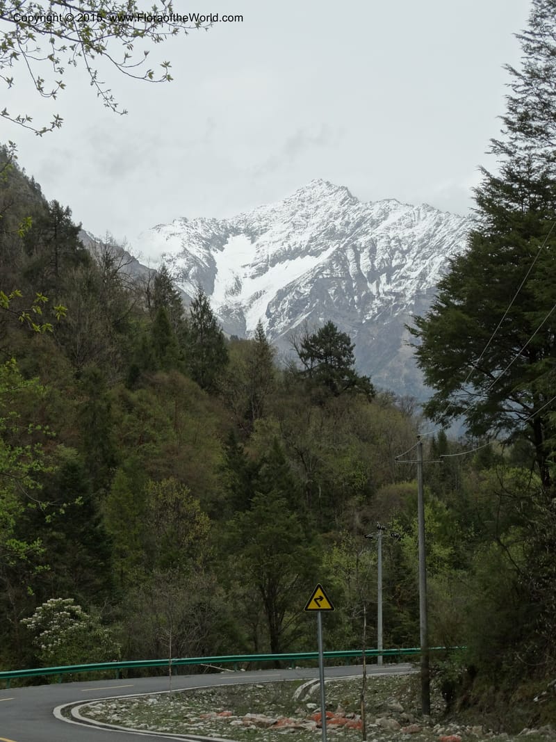 China. Sichuan. XiaYingShan to XiangZhai. 10 May 2014. DSC05109 (216).JPG