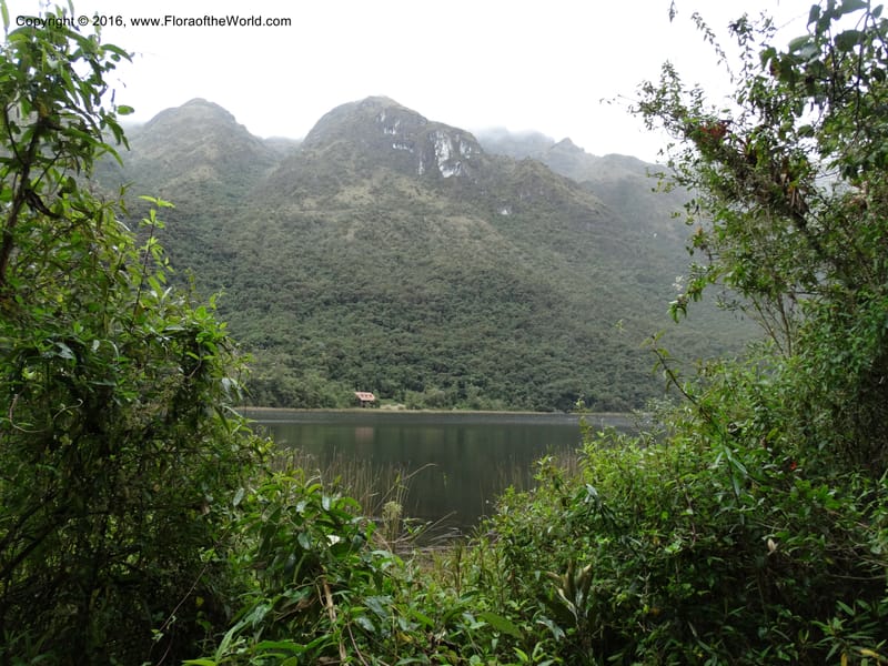 Ecuador. P. N. Cajas. 27 Apr 2015. DSC03385 (88).JPG
