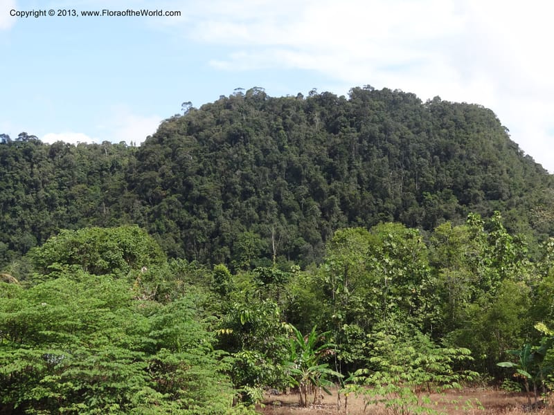 Gunong Tai Ton. Sarawak. 27 Mar 2012. DSC05518 (2).JPG