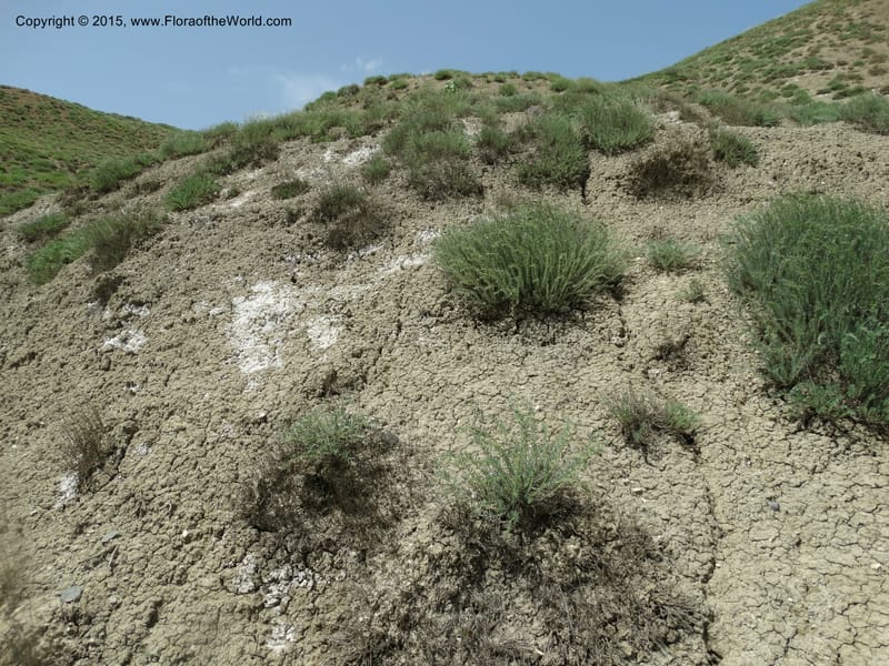 Georgia (Caucasus). Rustavi Village. 5 Jun 2014. DSC07073 (219).JPG