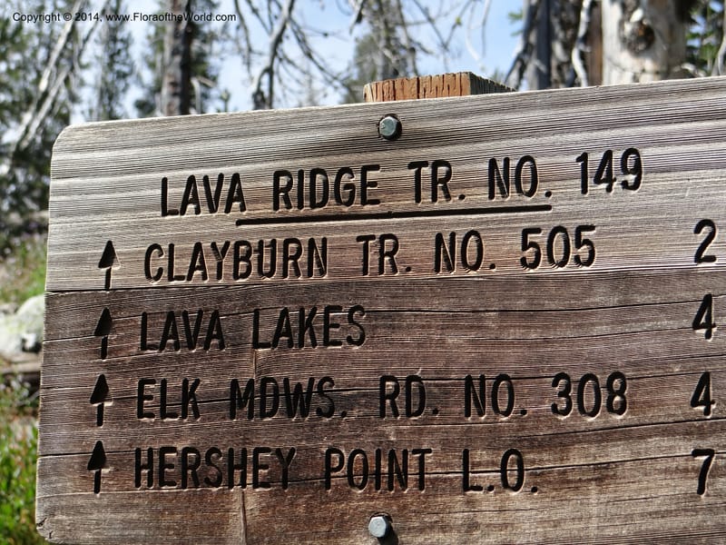 ID. Idaho Co. Lava Ridge Trail. 21 Aug 2013. DSC07258 (238).JPG