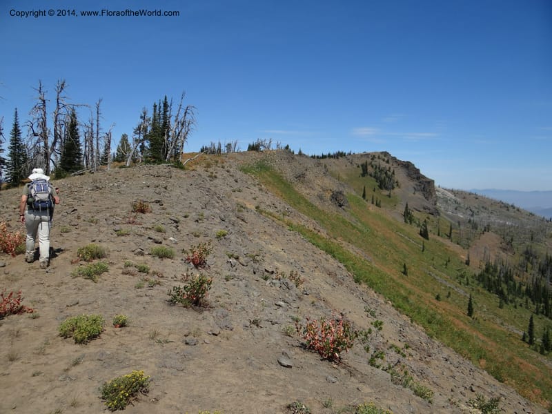 ID. Idaho Co. Lava Ridge Trail. 21 Aug 2013. DSC07258 (85).JPG