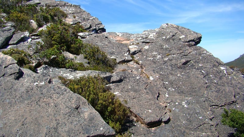 Tasmania. Tim Shea. 30 Jan 2010. 115.jpg