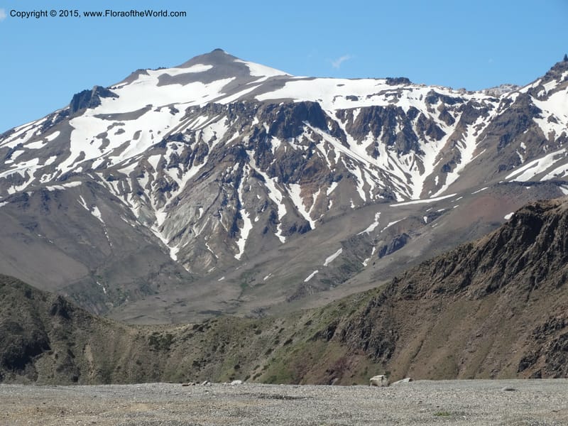 Chile. Ruta 115, to Laguna del Maule. 24 Nov 2014. DSC07486 (530).JPG