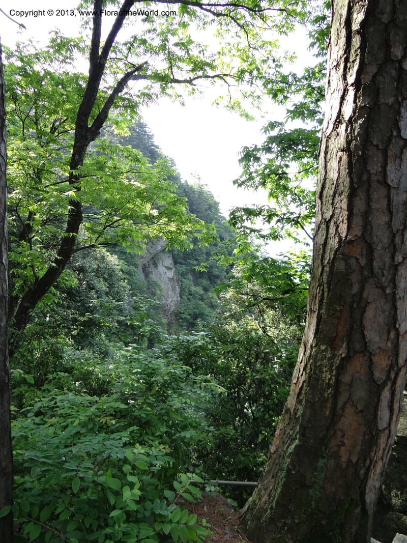 China. Zhejiang Prov. Tian Mu Shan. 29 May 2012. DSC00348 (150).JPG