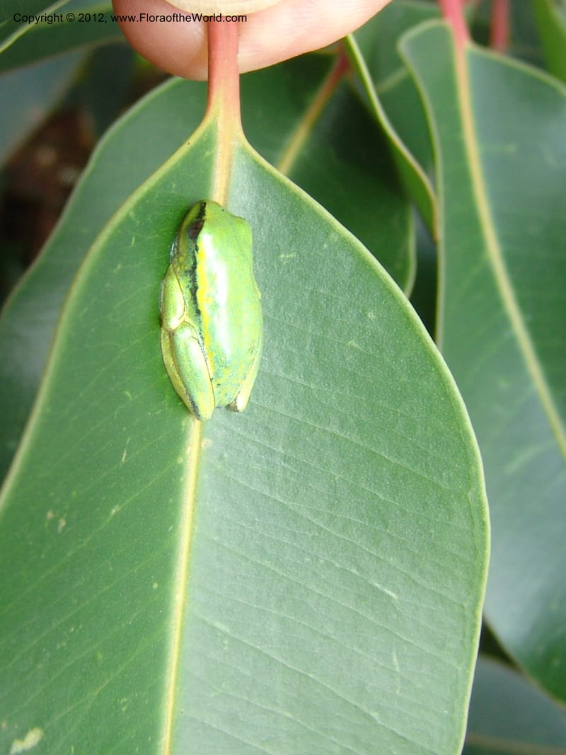 Frog, leaf--Madag. Ambotsimiray, E of Mangamila on Nat Rt 3. 17 Nov 06. 029.jpg