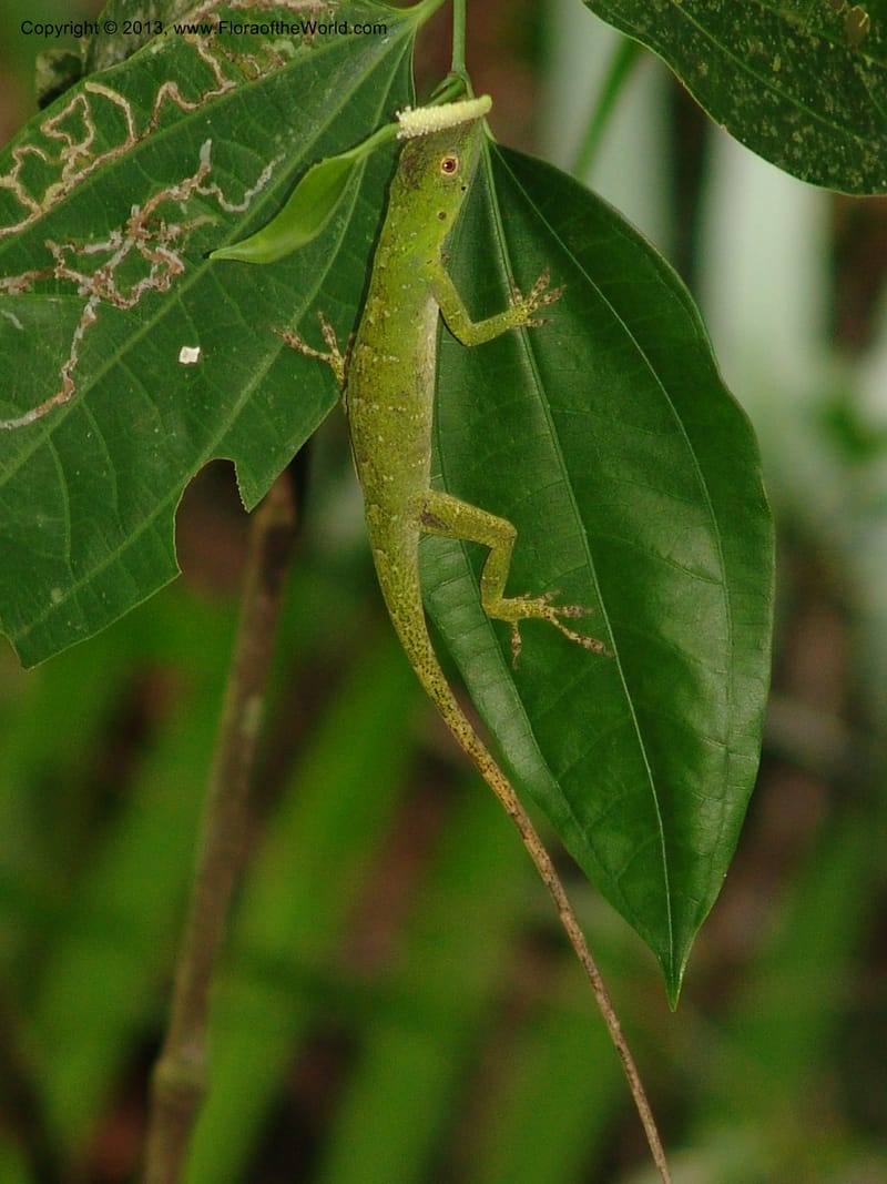 Lizard--Bolivia.  Pq. Nal. Madidi.  Chalalan, Sendero sin nombre. 24 Sep 06. 234.jpg