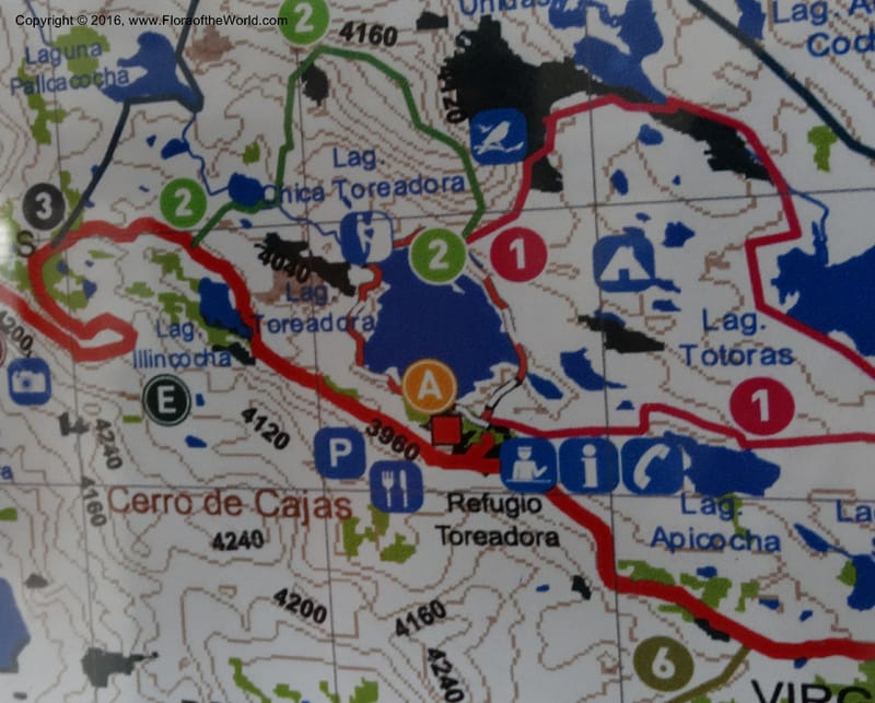 Ecuador. P. N. Cajas. 26 Apr 2015. DSC03197 (2).JPG
