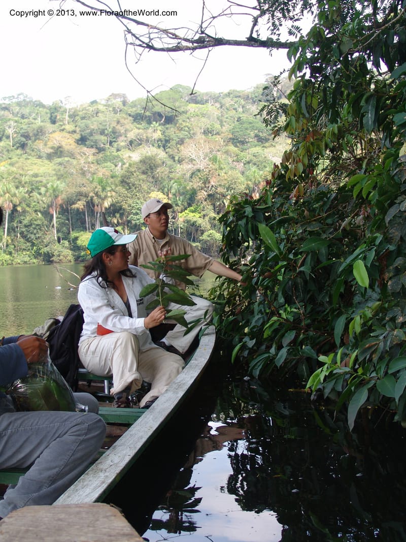 Bolivia.  Pq. Nal. Madidi. Margin of Laguna Chalalan. 23 Sep 06. 130.jpg