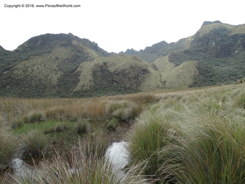 Ecuador. Mojanda. 22 Apr 2015. DSC02267 (117).JPG