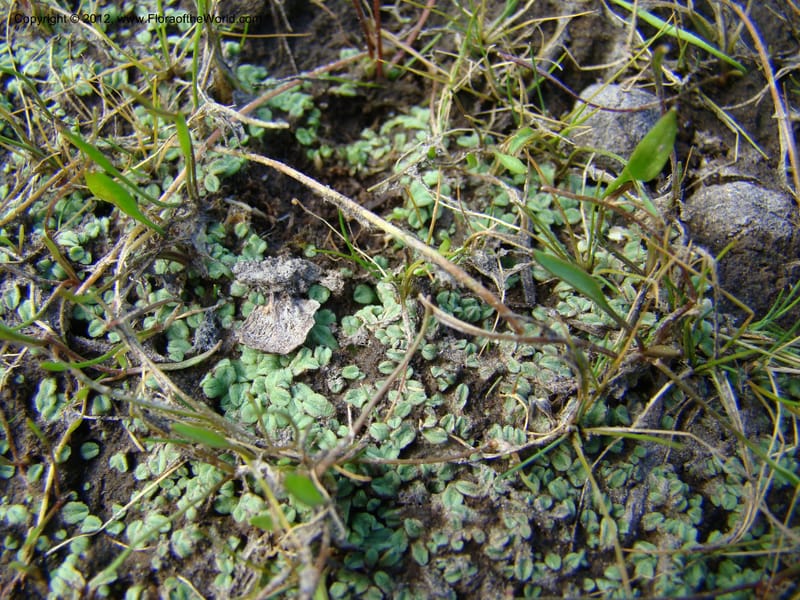 ID. Idaho Co. Granite Lake. 25 Aug 08. 034.jpg