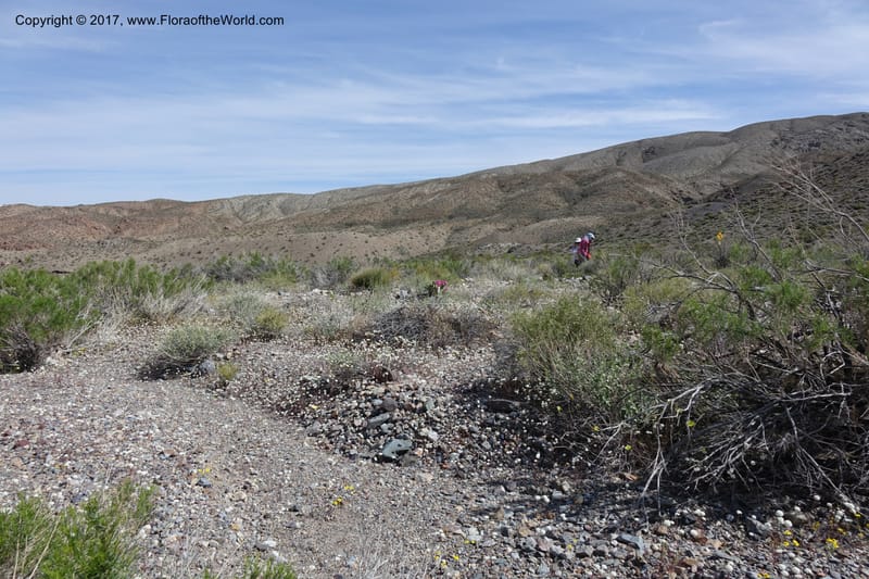 California. Inyo Co. Mahogany-Wild Rose Rd. 19 Apr 2016.  (59).JPG