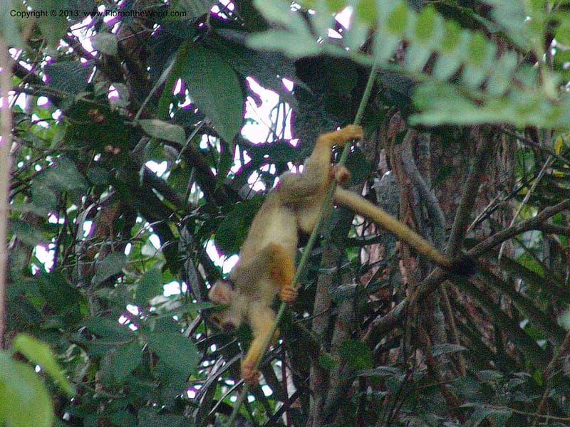 Squirrel monkey--Bolivia.  Pq. Nal. Madidi. Margin of Laguna Chalalan. 22 Sep 06. 276.jpg