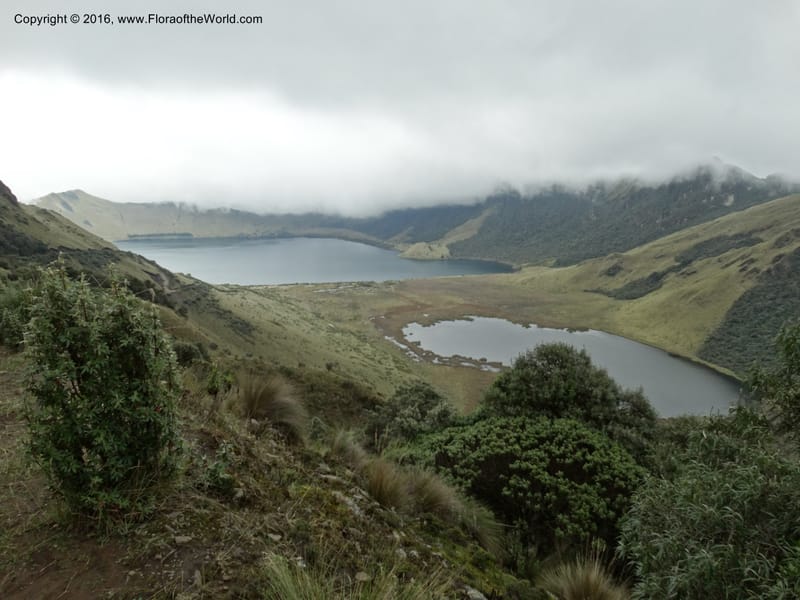 Ecuador. Mojanda. 22 Apr 2015. DSC02267 (194).JPG