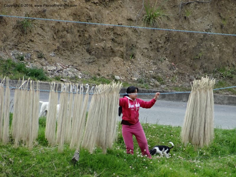 Ecuador. Azuay. Sigsig. 2 Oct 2012. DSC06351 (343).JPG