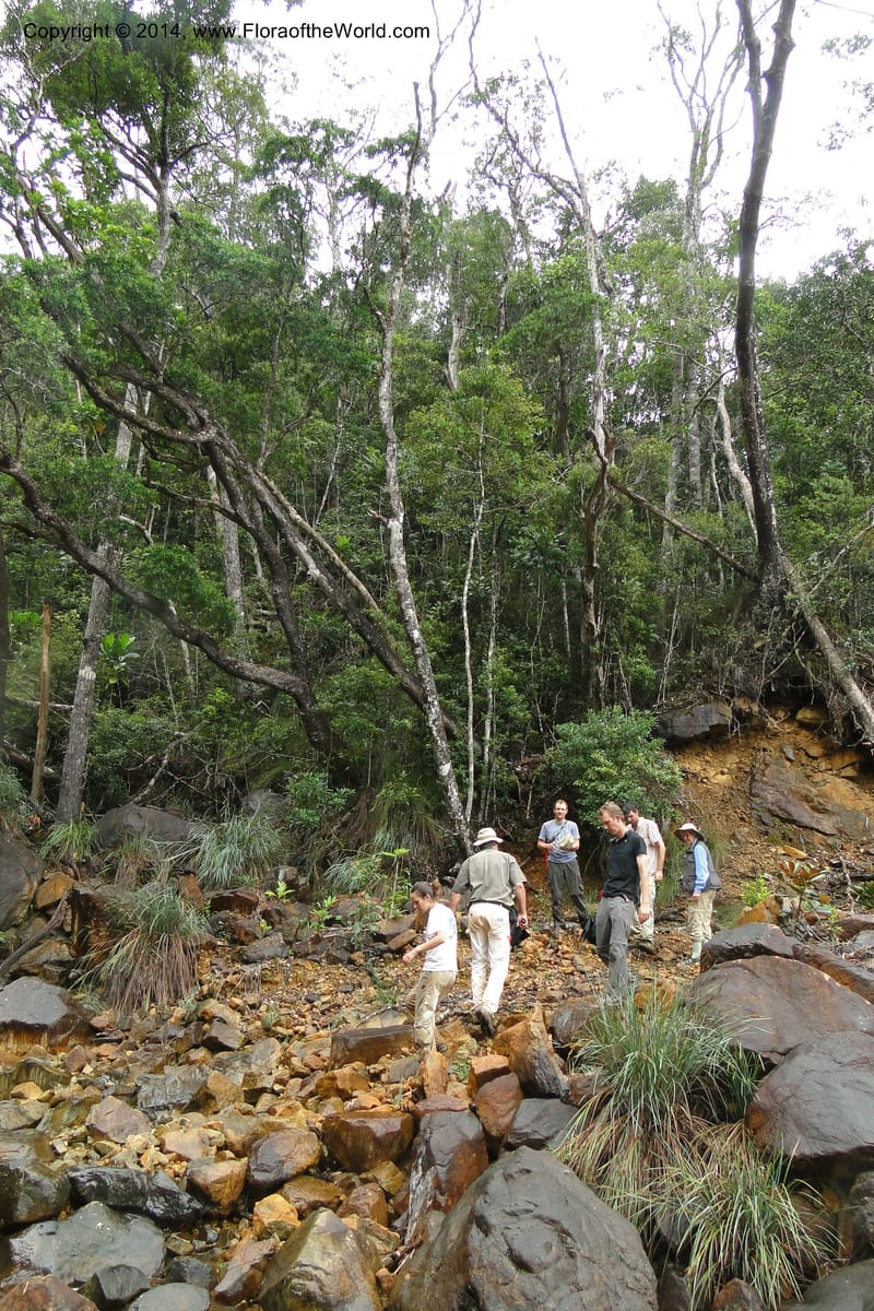 New Caledonia. Nodela Reserve. 19 Feb 2011. 092.jpg