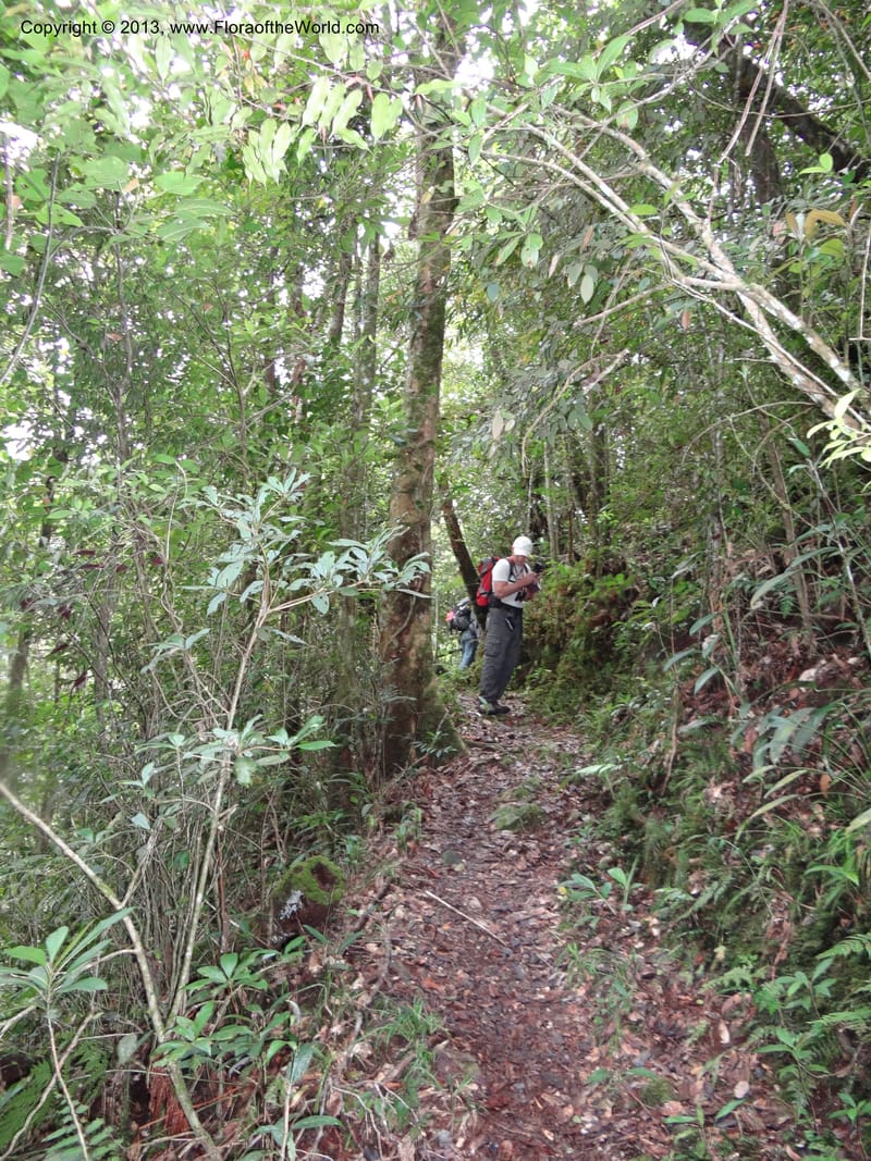 Sven Buerki--Malaysia, Sabah. Mt. Kinabalu. 4 Apr 2012. DSC06767 (38).JPG